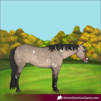 Horse Color:White Spotted Brown Dun Sabino 