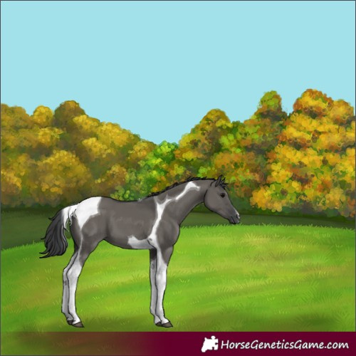 Horse Color:Grullo Tobiano 