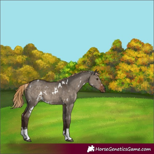 Horse Color:White Spotted Liver Red Dun Tobiano 