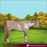 Horse Color:White Spotted Liver Red Dun Tobiano 