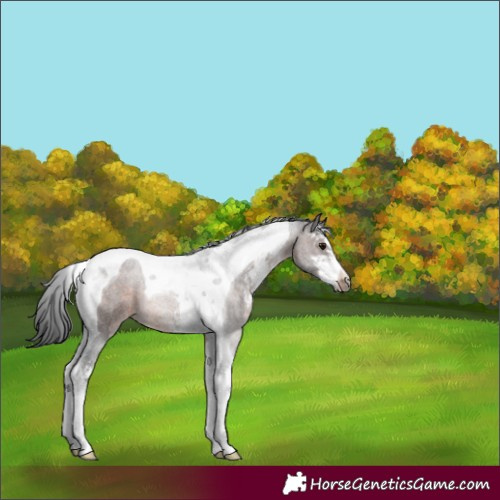 Horse Color:Brown Sabino Tobiano