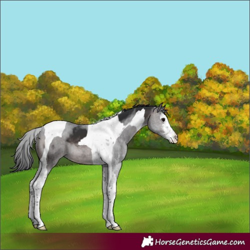 Horse Color:Brown Sabino Tobiano