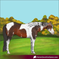 Horse Color:Bay Sabino Tobiano