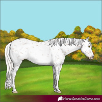 Horse Color:Silver Bay Sabino 