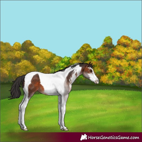 Horse Color:Brown Sabino Tobiano