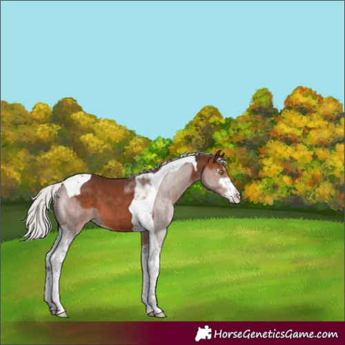 Horse Color:Silver Brown Sabino Tobiano 