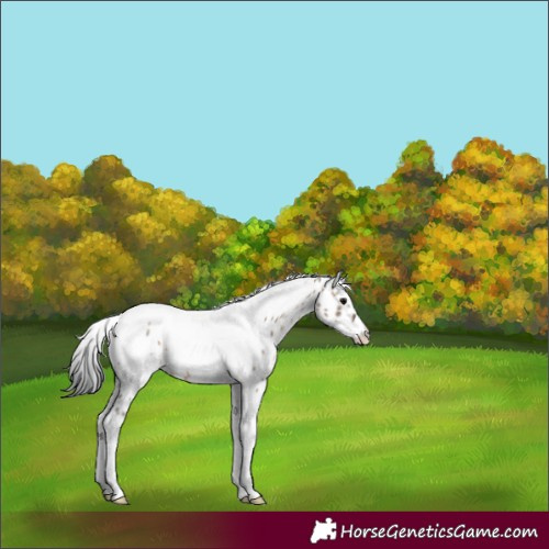 Horse Color:Brown Dun Tobiano Frame Appaloosa 