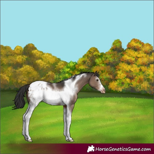 Horse Color:Liver Red Dun Sabino Tobiano Frame Appaloosa 