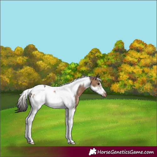 Horse Color:Brown Dun Tobiano Frame Appaloosa 