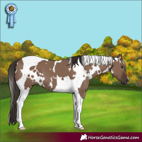 Horse Color:White Spotted Liver Red Dun Tobiano 