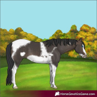 Horse Color:Brown Dun Tobiano Frame 