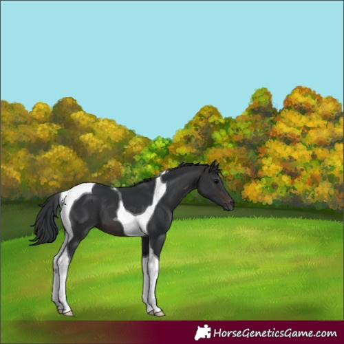 Horse Color:Brown Tobiano 