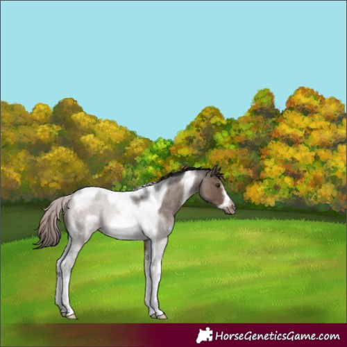 Horse Color:Liver Red Dun Roan Tobiano Frame 