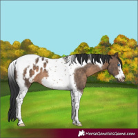 Horse Color:Brown Dun Tobiano Frame Appaloosa 