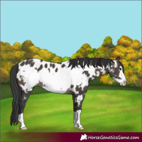 Horse Color:Brown Dun Frame Appaloosa 