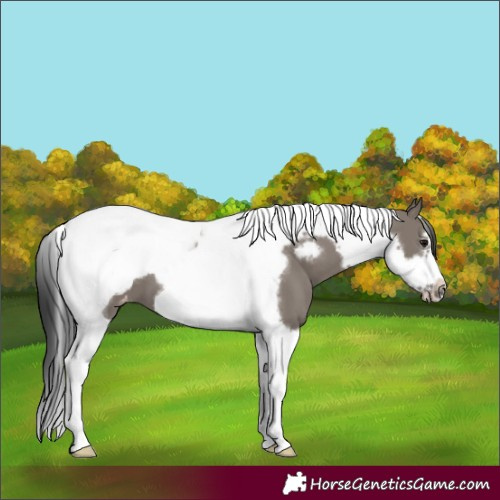 Horse Color:Grullo Tobiano Frame Blanket