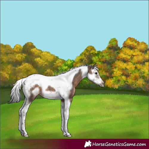 Horse Color:Brown Dun Splash Tobiano Frame 