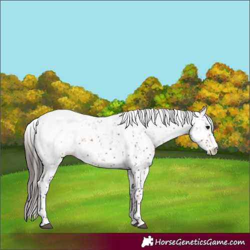 Horse Color:Brown Sabino Appaloosa Rabicano