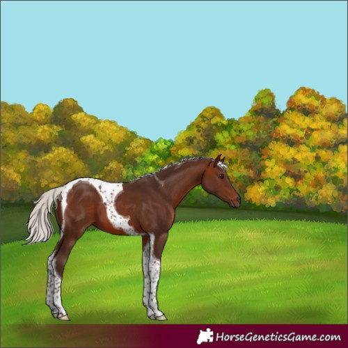 Horse Color:Silver Brown Tobiano 