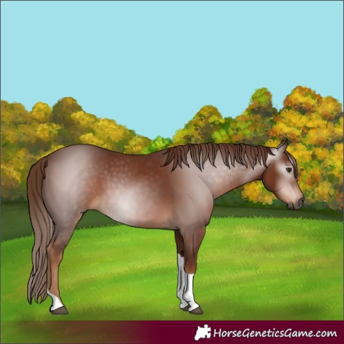 Horse Color:Gray Chestnut Tobiano Rabicano