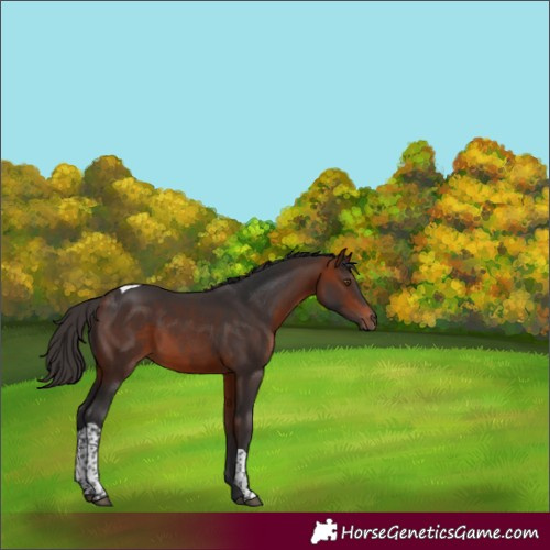 Horse Color:Bay Sabino Tobiano 
