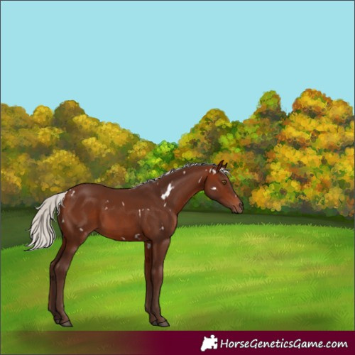 Horse Color:White Spotted Silver Bay Sabino Rabicano 