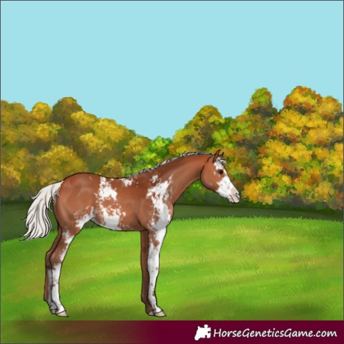 Horse Color:Silver Bay Sabino 