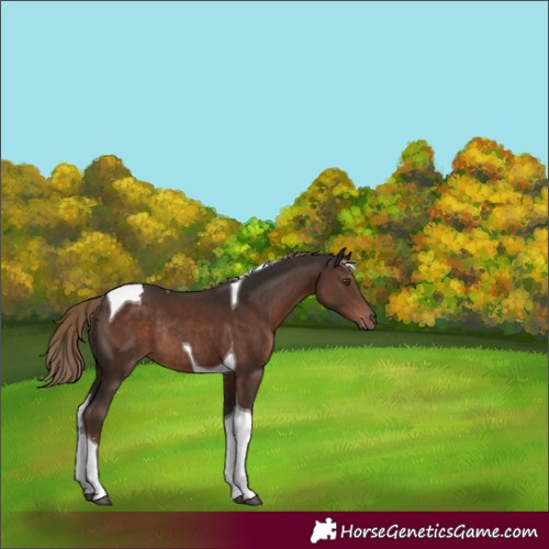 Horse Color:Liver Chestnut Sabino Tobiano Rabicano 
