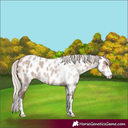 Horse Color:Silver Bay Roan Dun Sabino Near Leopard 