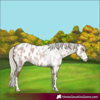 Horse Color:Silver Bay Roan Dun Sabino Near Leopard
