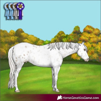 Horse Color:Silver Brown Dun Sabino Tobiano Appaloosa Rabicano