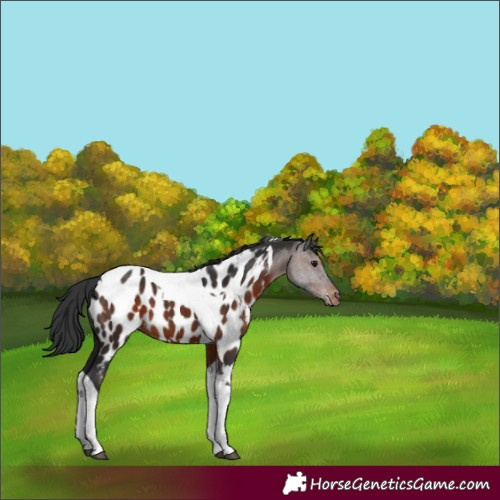 Horse Color:Brown Sabino Tobiano Appaloosa 