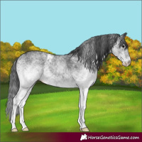 Horse Color:White Spotted Black Rabicano