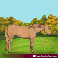Horse Color:Chestnut Rabicano