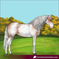 Horse Color:White Spotted Silver Bay 
