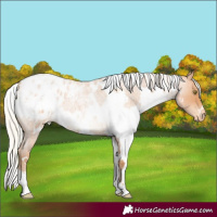 Horse Color:White Spotted Silver Bay Roan Pearl Appaloosa