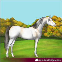 Horse Color:White Spotted Buckskin Dun 