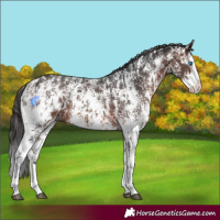 Horse Color:Brown Sabino Splash Appaloosa and Brown Sabino Splash
