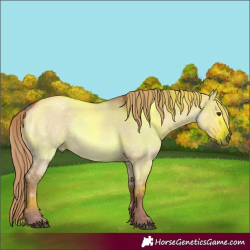 Horse Color:White Spotted Red Dun 