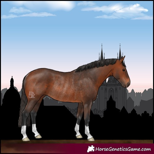 Horse Color:Bay Rabicano 