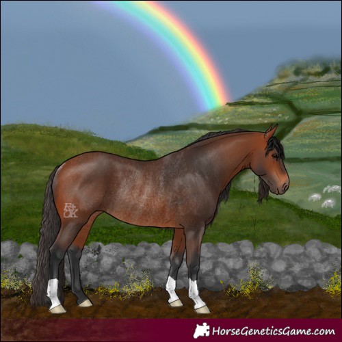 Horse Color:Bay Rabicano 