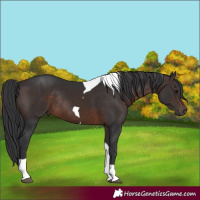 Horse Color:Brown Tobiano Rabicano 