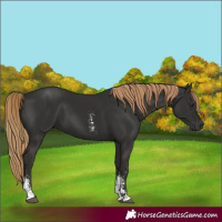 Horse Color:Liver Chestnut Sabino 