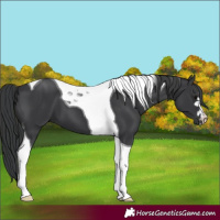 Horse Color:Black Tobiano