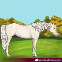 Horse Color:Silver Buckskin Pearl Dun 