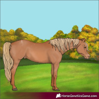 Horse Color:Chestnut Sabino Appaloosa