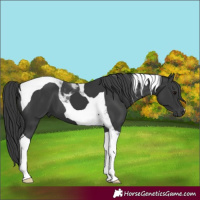 Horse Color:Black Tobiano