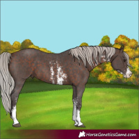 Horse Color:Silver Brown Sabino