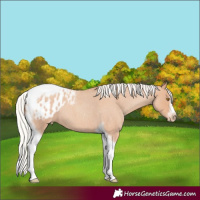 Horse Color:Silver Classic Champagne Roan Splash Tobiano Frame Appaloosa Rabicano