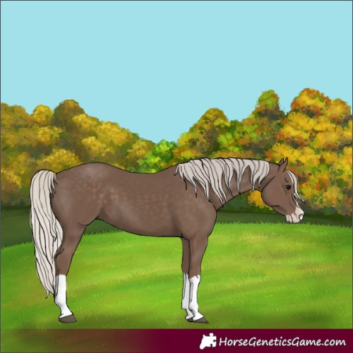 Horse Color:Silver Black Splash